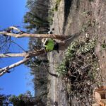 Debris and tree restoration